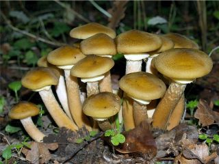 mic_ Armillaria mellea