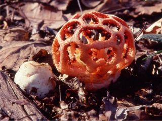 mic_ Clathrus ruber