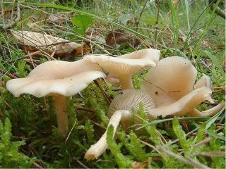 mic_ Clitocybe fragrans