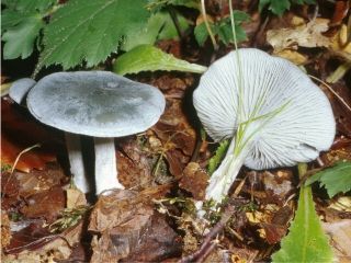 mic_ Clitocybe odora