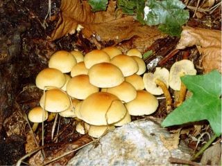 mic_ Hipholoma fasciculare