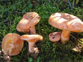 mic_ Lactarius deliciosus