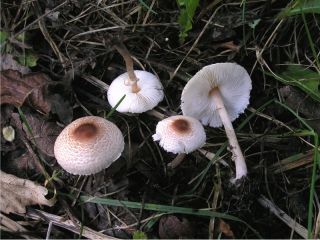 mic_ Lepiota cristata