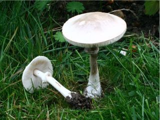 mic_ Leucoagaricus leucothites