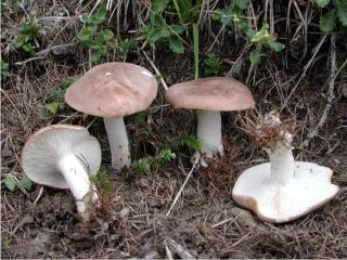 mic_ Leucopaxillus amarus